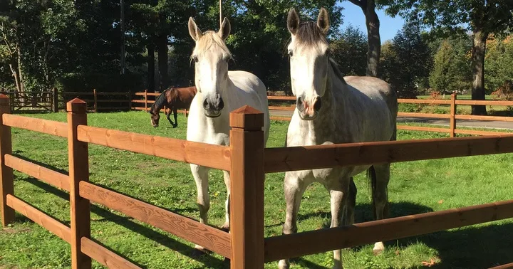 Paarden achter een Nobifix omheining